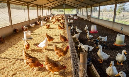 Cara Ternak Ayam Dan Bebek Sekaligus Untuk Pemula