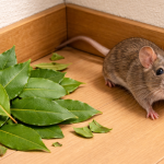 Daun Salam Ternyata Bisa Usir Tikus, Begini Caranya!