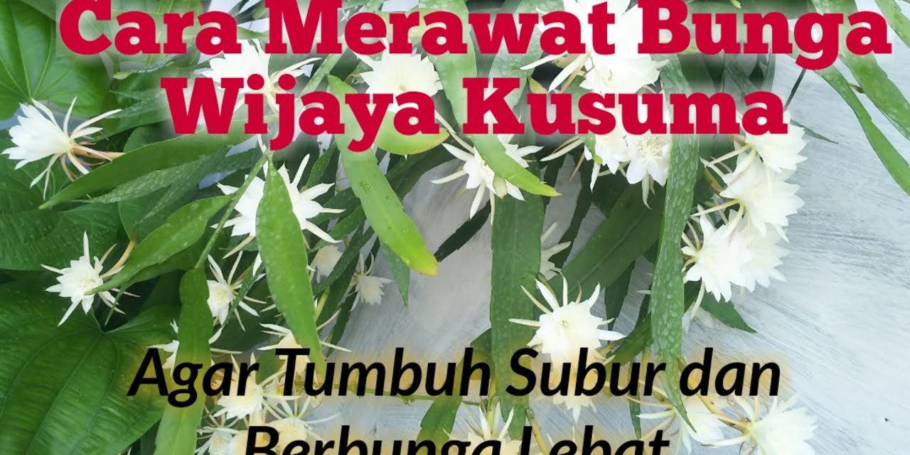 Tips Merawat Bunga Wijaya Kusuma Agar Subur Dan Tetap Wangi
