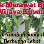 Tips Merawat Bunga Wijaya Kusuma Agar Subur Dan Tetap Wangi