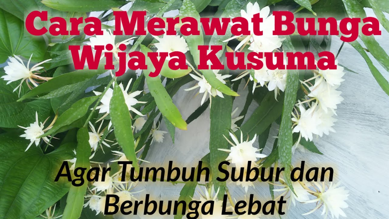 Tips Merawat Bunga