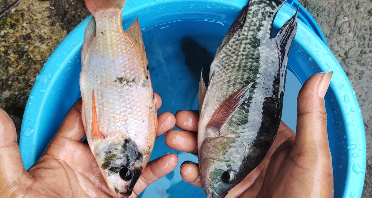 Ikan Air Tawar Cepat Panen Yang Laris Di Pasaran