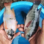 Ikan Air Tawar Cepat Panen Yang Laris Di Pasaran