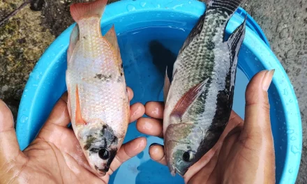 Ikan Air Tawar Cepat Panen Yang Laris Di Pasaran