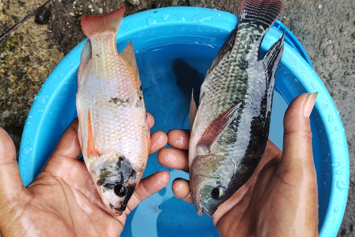 Ikan Air Tawar