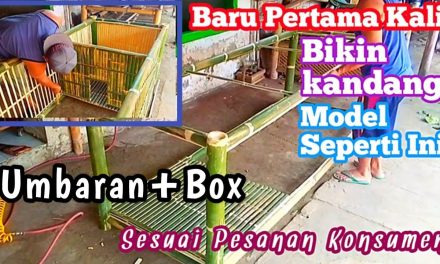 Model Kandang Ayam Dengan Area Umbaran Mini