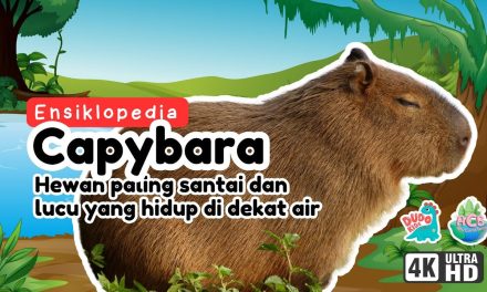 Kapibara Hewan Sifatnya Yang Paling Menarik Untuk Di Pelajari