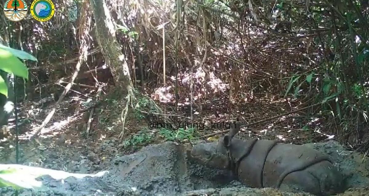 Harapan Baru Anak Badak Jawa Terpantau Di Habitat Alami