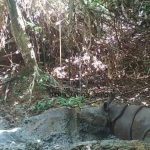 Harapan Baru Anak Badak Jawa Terpantau Di Habitat Alami