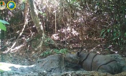Harapan Baru Anak Badak Jawa Terpantau Di Habitat Alami