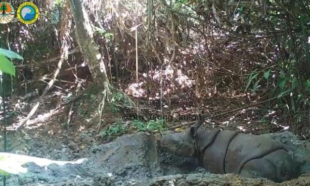 Harapan Baru Anak Badak Jawa Terpantau Di Habitat Alami