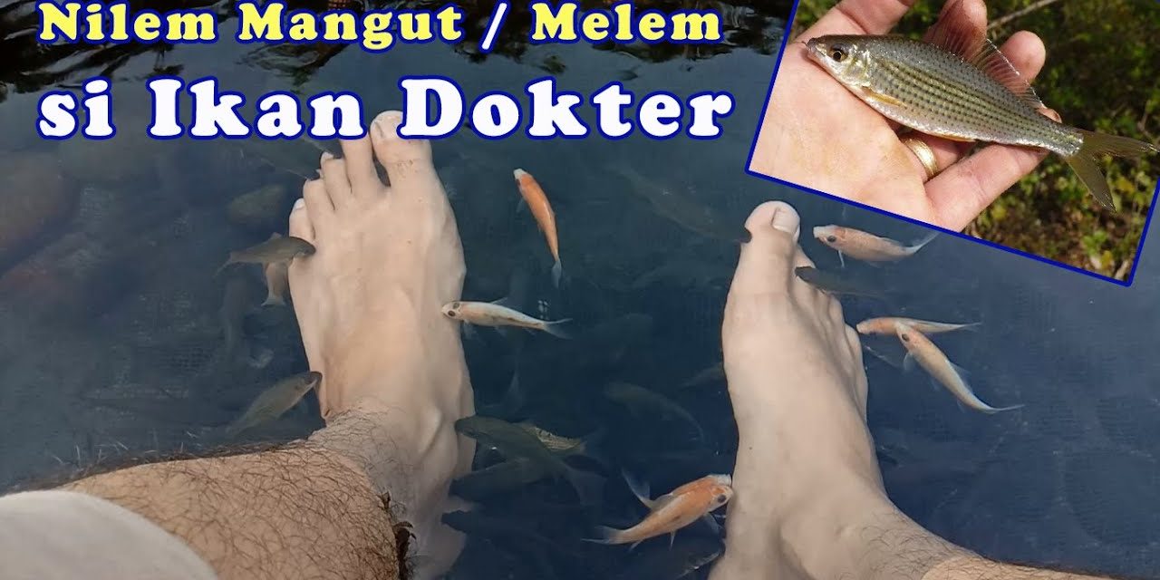 Terapi Ikan Ternyata Sangat Berguna Untuk Dunia Kesehatan