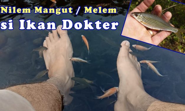 Terapi Ikan Ternyata Sangat Berguna Untuk Dunia Kesehatan