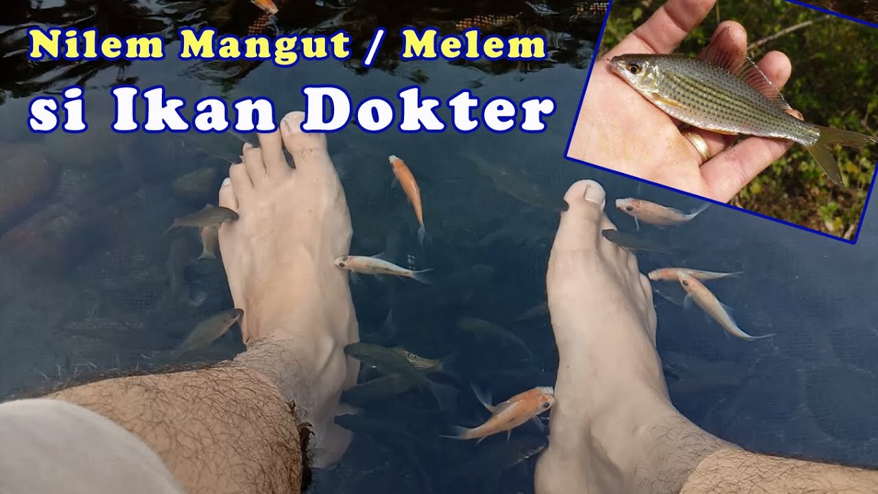 Terapi Ikan