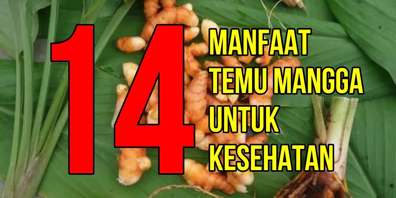 Potensi Curcuma Mangga Di Dalam Dunia Farmasi Dan Kesehatan