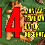 Potensi Curcuma Mangga Di Dalam Dunia Farmasi Dan Kesehatan
