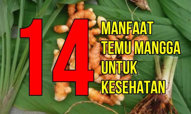 Potensi Curcuma Mangga Di Dalam Dunia Farmasi Dan Kesehatan