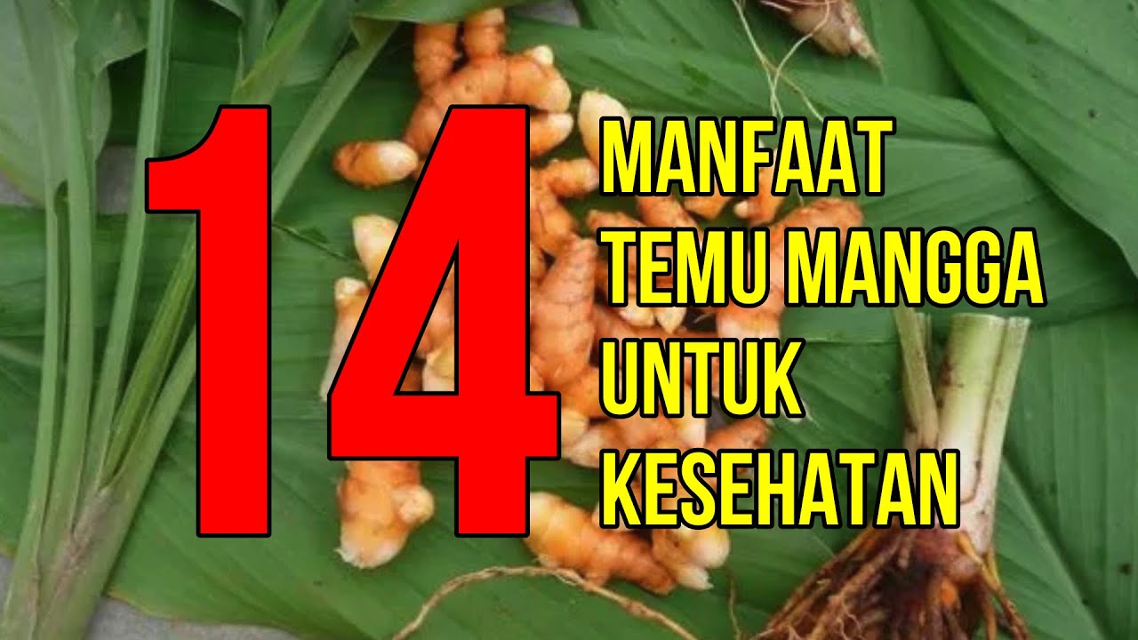 Potensi Curcuma Mangga
