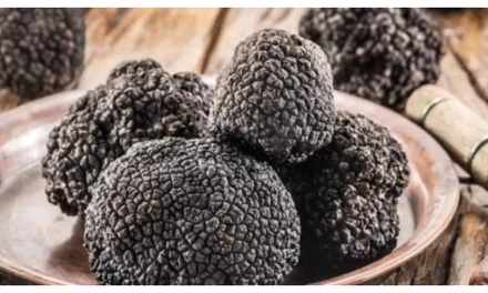 Keunikan Jamur Truffle Membuat Hidangan Anda Semakin Mahal