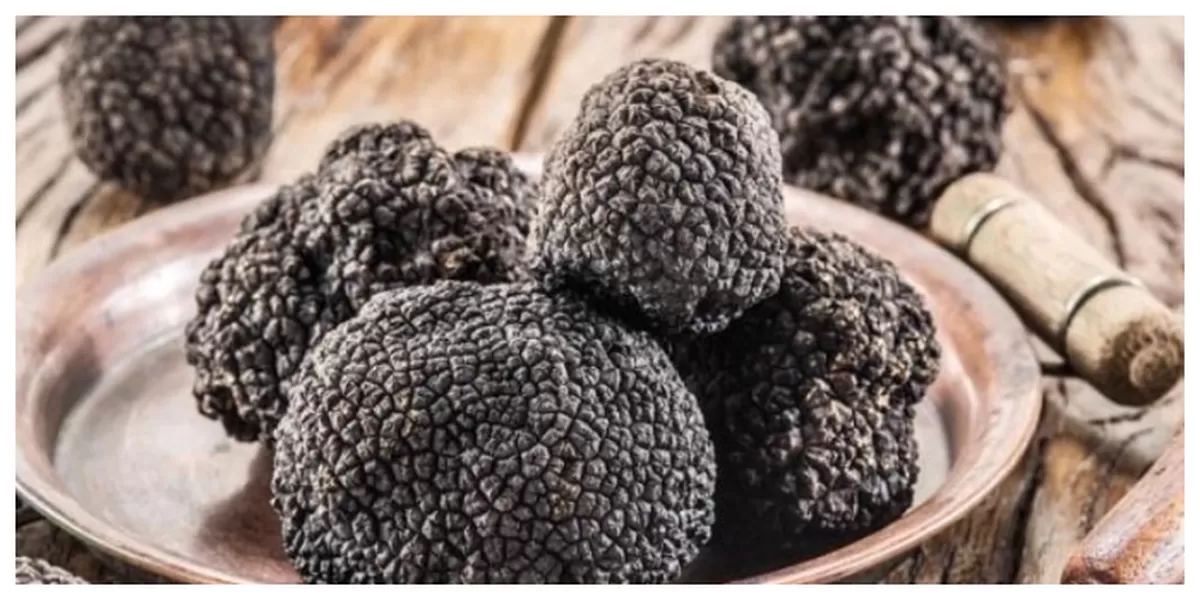 Keunikan Jamur Truffle